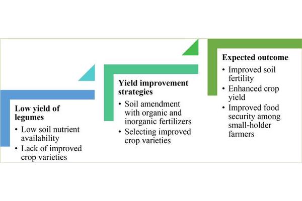 Exploring the Impact of Rhizobium and Low Phosphorus on Common Bean Yields in Ethiopia