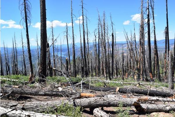 Post-Wildfire Solutions: Utilizing Dead Wood to Mitigate Fire Risks and Sequester Carbon