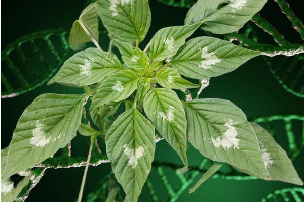 Unraveling Success: Insights from Amaranth Genomes