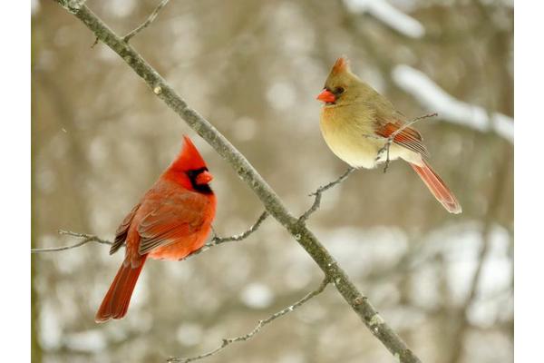 Environmental Factors Influence Birds’ Metabolic Rates: A Balancing Act Between Fast and Slow Lifestyles