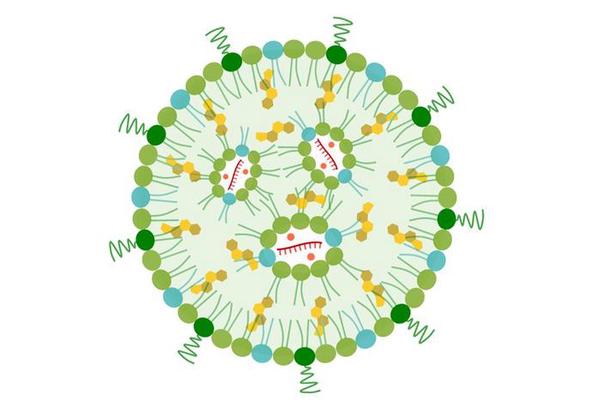 Nanoparticle Immune Therapy Promises Hope for Treating and Preventing Pancreatic Cancer Spread to the Liver in Mice