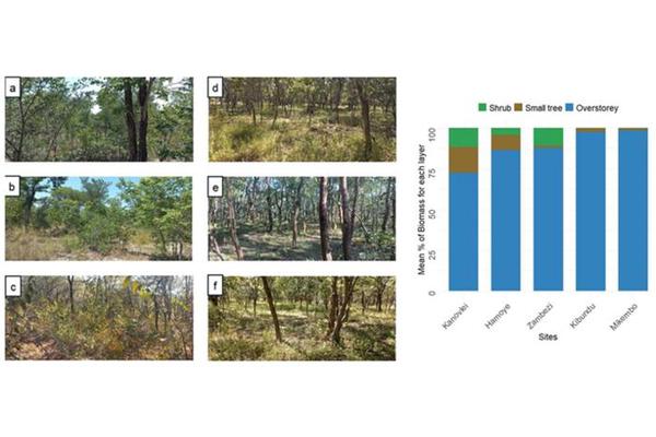 Underappreciated Biomass and Diversity in Africa’s Dry Forests: New Insights Revealed