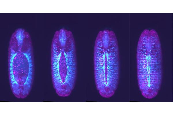 Cells ‘Speed Date’ to Identify Neighbors During Tissue Formation