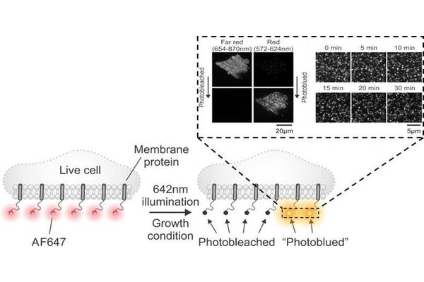Persistence Pays Off: ‘Fluorescent Phoenix’ Unearthed, Echoing Marie Curie’s Tenacity
