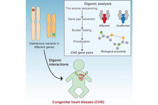 Unveiling Genetic Factors Behind Congenital Heart Disease