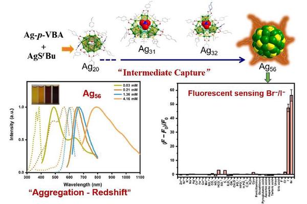 From Intermediate Capture to Functional Clusters: Synthesizing Silver Nanoclusters for Br−/I− Detection Applications