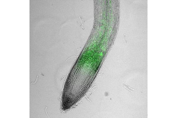 Biomedicine Paves the Path for the Future of Food Crops