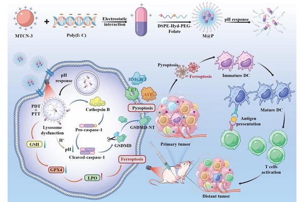 Revolutionary Nanoplatform Enhances Cancer Treatment Through Self-Assembly in Photoimmunotherapy
