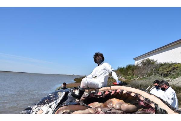 Revolutionizing Marine Research: How a Smartphone-Wielding Scientist is Unveiling the Secrets of Stranded Sea Creatures