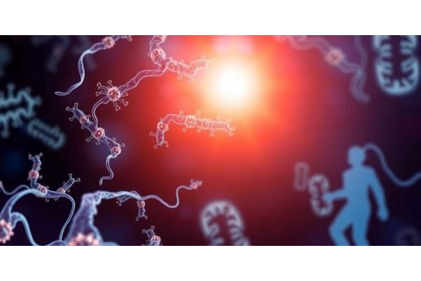 Unveiling the Microbial Realm: New Research Sheds Light on Phage-Bacteria Dynamics in the Gut Microbiome