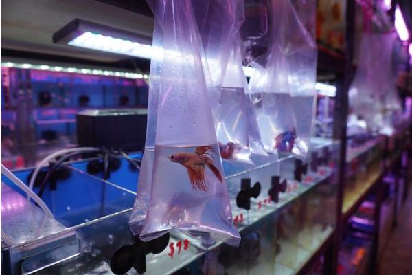 Research Reveals Increased Space Requirements for Siamese Fighting Fish in Pet Retail Environments