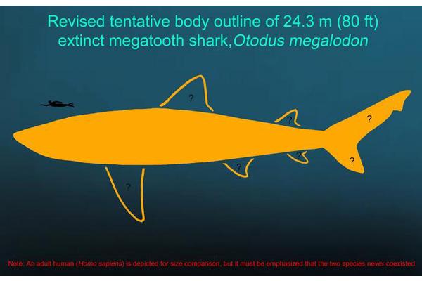 Megalodon’s Size and Shape Reveal Insights into Aquatic Vertebrate Gigantism