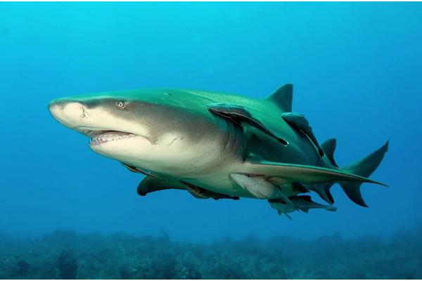 Unveiling Megalodon: The Sleeker, Longer Form of the Ultimate Super Predator