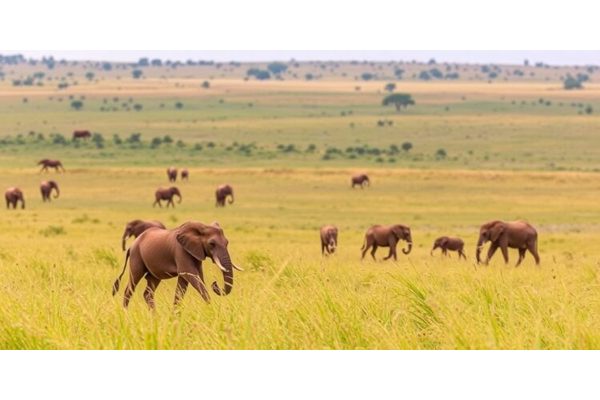 Reviving African Grasslands Promotes Peaceful Coexistence for Humans and Wildlife, Scientists Discover