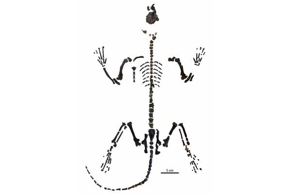 CUNY Researchers Reveal Insights into Ancient 62-Million-Year-Old Mammal Mysteries