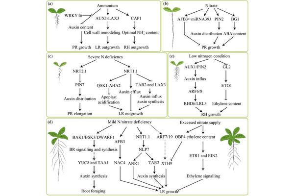 Transforming Root Architecture: The Impact of Nitrogen on Plant Growth