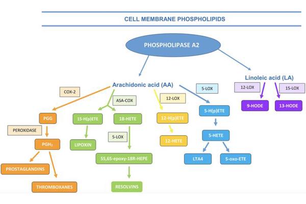 Exploring the Connection Between Inflammation, Metabolic Syndrome, and Benign Prostatic Hyperplasia