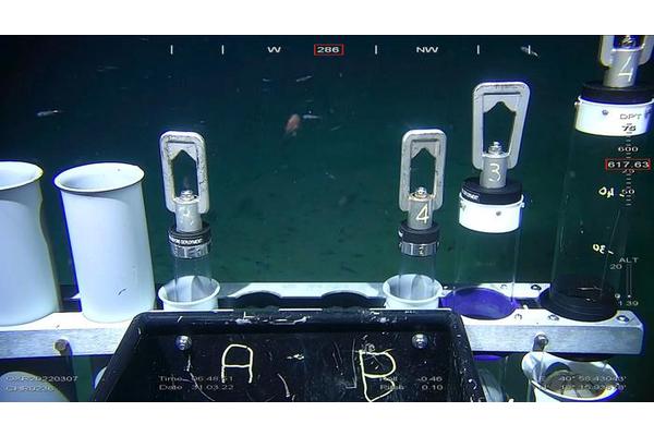 Surprising Biodiversity Thrives in Low-Oxygen Depths of the Red Sea