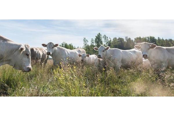Evaluating the Ethics of Consuming ‘Better’ Meat: A Scientific Perspective
