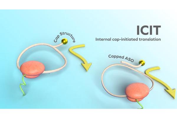 Revolutionary mRNA Technology Yields 200-Fold Increase in Protein Production: A Promising Breakthrough for Cancer and Protein Disorder Therapies