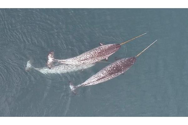 Drone Observations Reveal Narwhals Utilizing Their Tusks for Exploration, Foraging, and Play