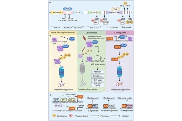 ELF4: A Crucial Transcription Factor Influencing Immune Response and Cancer Development