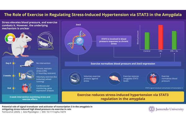 Unlocking the Brain’s Pathway: How Exercise Can Combat High Blood Pressure