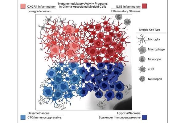 Administration of Anti-Inflammatory Medication Diminishes Immune Response Weeks After Final Treatment