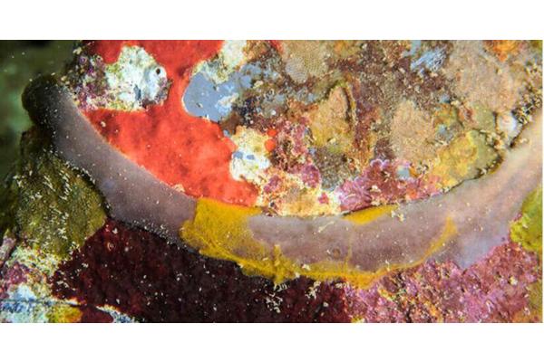 University of Hawai’i Researchers Uncover 10 New Sponge Species in Kāneʻohe Bay