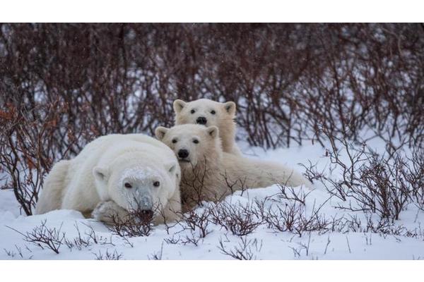 Scientists Develop Enhanced Methods for Monitoring Polar Bears During Their Elusive Life Stages