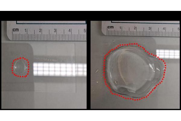 Advancing Expansion Microscopy Techniques for Plant Research