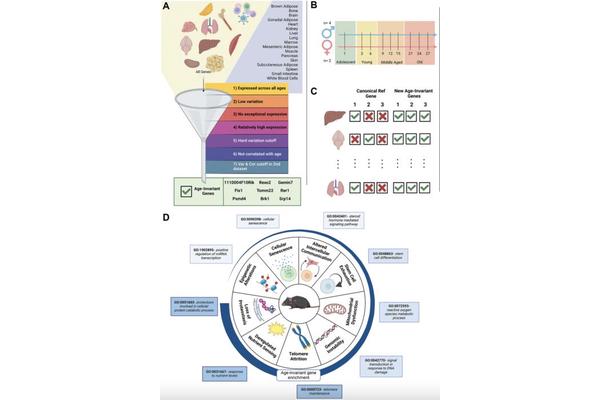 Researchers Discover Age-Invariant Genes That Could Revolutionize Aging Studies