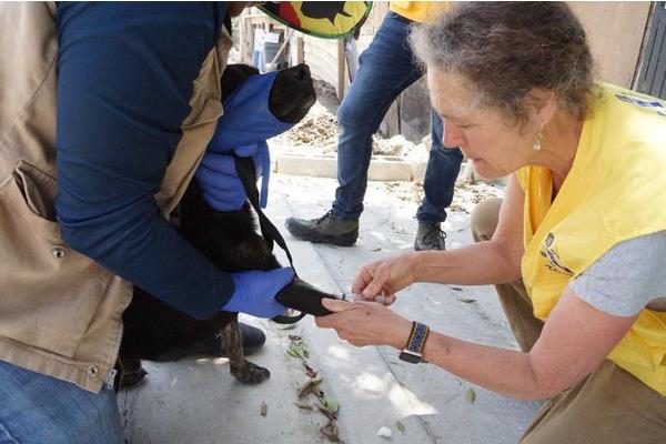 Understanding Rocky Mountain Spotted Fever: A Key to Saving Lives