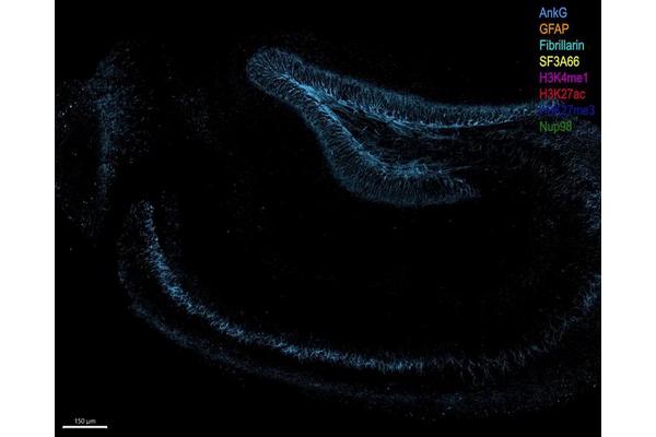 Revolutionary Technique Employs DNA Barcodes for Enhanced RNA and Protein Detection in Deep Tissue