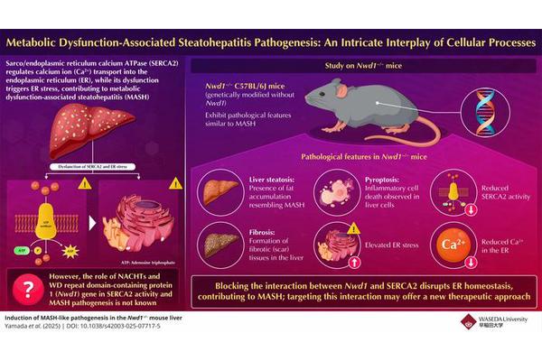 Nwd1 Gene Knockout Induces MASH-like Pathology in Mice: A Significant Advancement in Research