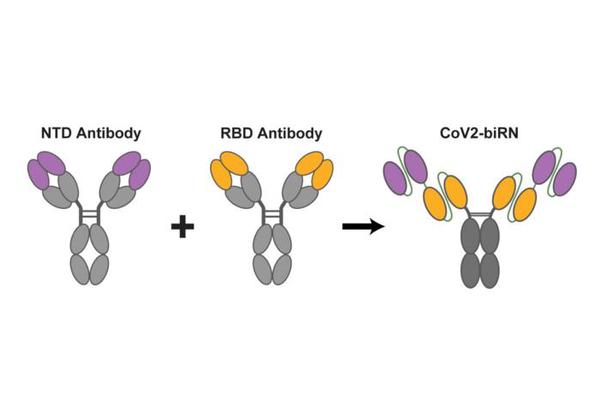 Novel Antibodies Demonstrate Promise Against All Variants of SARS-CoV-2