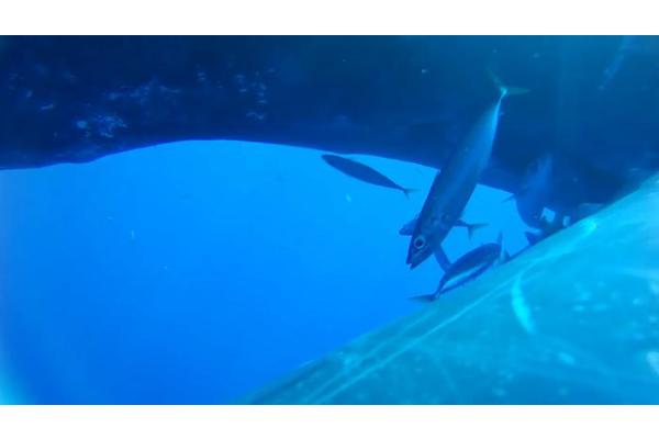 Unveiling the Marvels of the Ocean: The Magnificent Whale Urine Funnel
