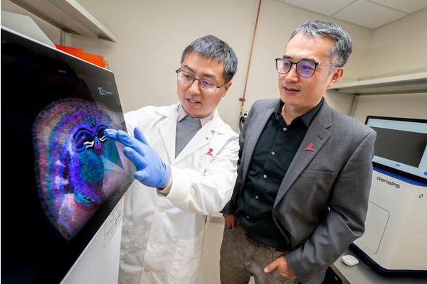 Spotiphy’s Integrative Analysis Tool Transforms Spatial RNA Sequencing into Cutting-Edge Imaging Technology