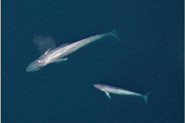 Decoding the Enigma of Disappearing Blue Whale Calves