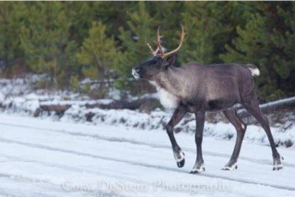 Caribou Migration Patterns Are Dwindling, New Research Reveals
