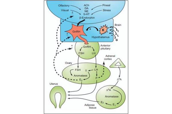 Groundbreaking Review Explores the Intricate Relationship Between Sex Hormones and Neurological Health