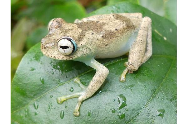 Who Takes the Largest Slice? HKU Ecologists Spotlight Inequities in Global Biodiversity Conservation Funding