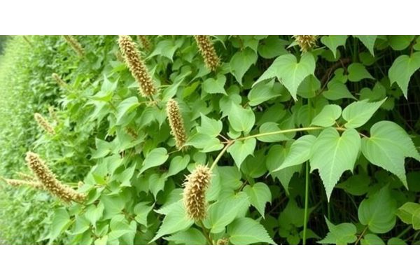 Examining the Aggressive Invasiveness of Japanese Knotweed