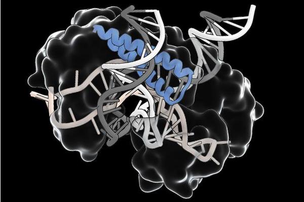 Revolutionary Ancient RNA-Guided Mechanism May Streamline Gene Editing Therapy Delivery
