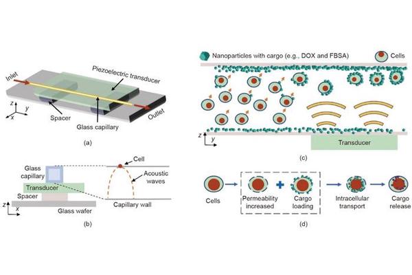 Novel Acoustofluidics Technique Enhances Intracellular Nanoparticle Delivery
