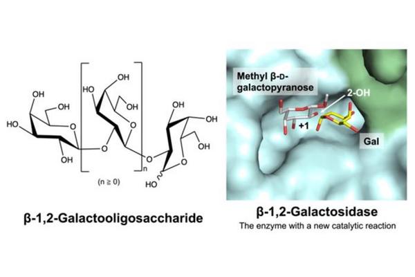 Groundbreaking Enzyme Discovered in Gut Bacteria Promises to Transform Prebiotic Research