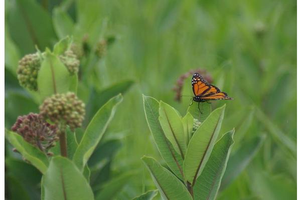 Montana State Ecologist Discovers Eastern Monarch Butterflies Postponing Fall Migration