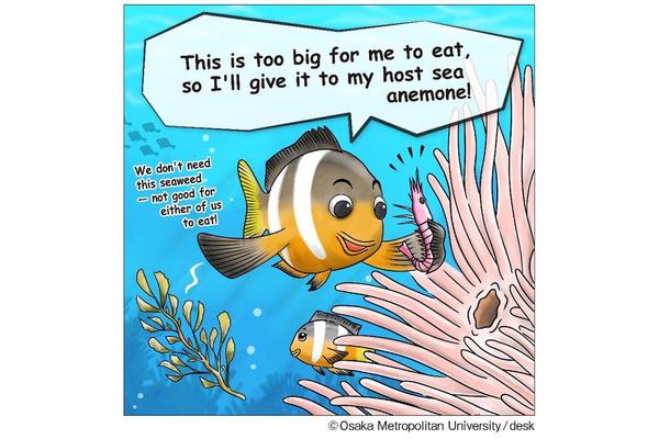 Symbiotic Fish Nourish Host Anemones in Natural Habitats