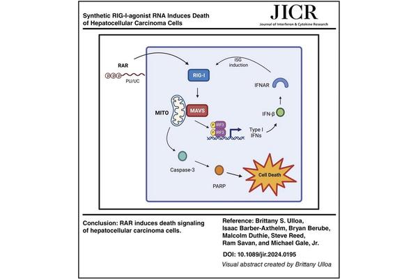 Novel Synthetic RIG-I Agonist RNA Triggers Apoptosis in Hepatocellular Carcinoma Cells