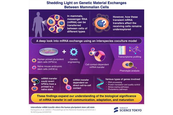 Cellular Breakthrough: Overcoming Barriers in Stem Cell Communication via mRNA Transfer